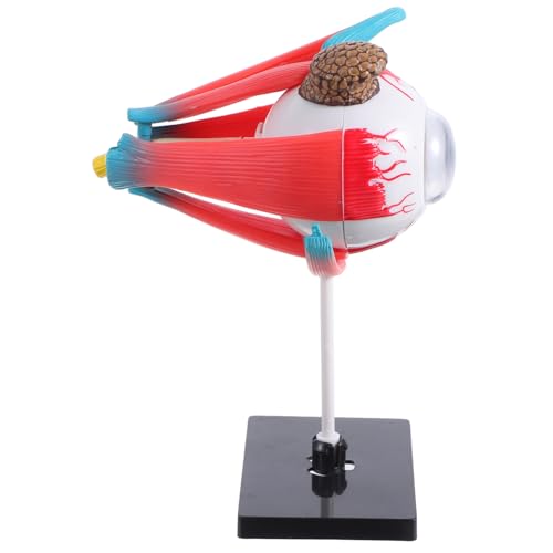 HEATSHAKING Organmontagemodell Kleinkindspielzeug Requisiten Körperteile Modell Des Menschlichen Auges Thoraxmodell Augäpfel Zum Basteln Modelle Der Menschlichen Anatomie Puzzle Der von HEATSHAKING