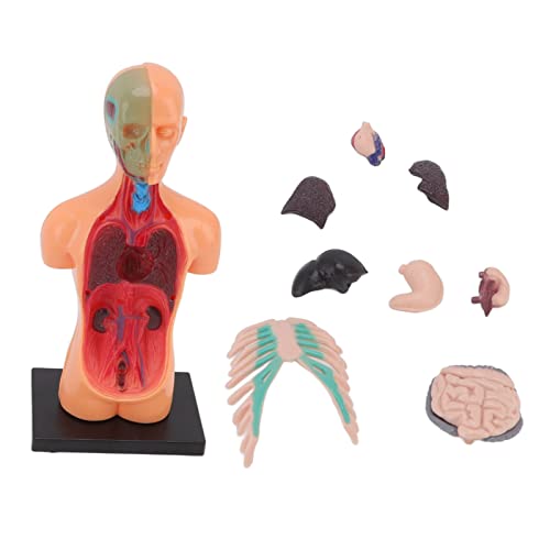 HEEPDD Modell der Menschlichen Anatomie für, Puzzle-Hands-on-Skills-Modell des Menschlichen Torsos für für das Krankenhaus von HEEPDD