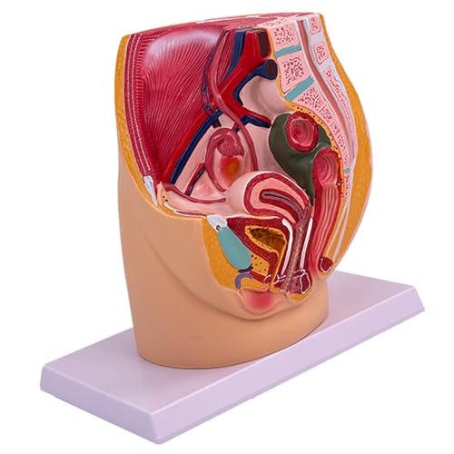 Anatomisches weibliches Beckenhohlraummodell Weibliches Fortpflanzungsorgan Anatomie Modell für klinische Demonstration und Vorlesungen von HEEZOU