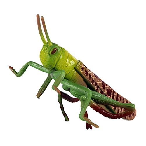 HEMOTON 1 Stück Heuschrecken-Modell Simulation Heuschreckenmodell Outdoor - Modell Figur Insektenfiguren Insektendekor Heuschreckenfigur Simulationsinsekt Plastik Grün von HEMOTON