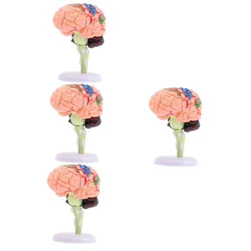 HEMOTON 4 Stück Gehirnstrukturmodell schaufensterpuppe maneküre- Set Menschliches Körpermodell Arztbedarf tatsächl Modelle Anatomiemodell Modell der Gehirnanatomie Puzzle Spielzeug 4d PVC von HEMOTON
