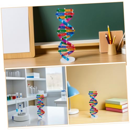 HEMOTON 4stücke DNA-modellbausatz Für Schüler Doppelhelix-Struktur Biologisches Lehrmodell Lernspielzeug Für Erblichkeit-grundlagen DIY-Montage Mit Ständer Aus Kunststoffmaterial von HEMOTON