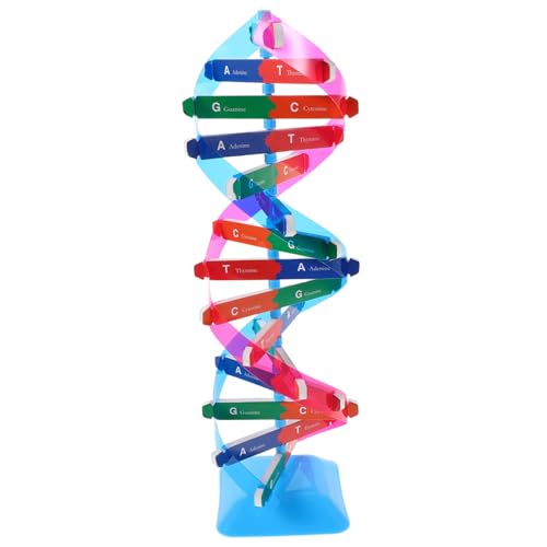 HEMOTON DNA Doppelhelix Modell Bausatz Farbenfrohes Tragbares Gen-Struktur Lernspielzeug für Biologieunterricht DIY Bildungsprojekt und Interaktives Erbgut-Experiment HEMOTON DNA Doppelhelix Modell Bausatz Farbenfrohes Tragbares Gen-Struktur Lernspielzeug für Biologieunterricht DIY Bildungsprojekt und Interaktives Erbgut-Experiment von HEMOTON