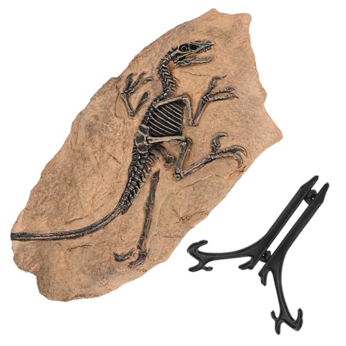 HEMOTON Dinosaurier Fossil Modell Detailreiche Nachbildung Pädagogisches für Dekoratives Schreibtisch Ornament als Geburtstagsgeschenk und Lernhilfe von HEMOTON