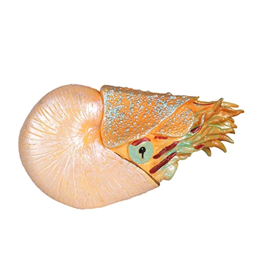 HEMOTON Nautilus Modell aus Hochwertigem Kunststoff Simuliertes Meereslebewesen für Lernspielzeug und Dekoration für Aquarium Garten und Zuhause Umweltbewusstes Design HEMOTON Nautilus Modell aus Hochwertigem Kunststoff Simuliertes Meereslebewesen für Lernspielzeug und Dekoration für Aquarium Garten und Zuhause Umweltbewusstes Design von HEMOTON