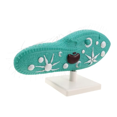 HEMOTON Realistisches Paramecium Modell mit Ständer Detailgetreues Protozoen Exemplar für Biologieunterricht Robustes Schul-Labor Lehrmittel für Mikroskopische Zellstruktur und HEMOTON Realistisches Paramecium Modell mit Ständer Detailgetreues Protozoen Exemplar für Biologieunterricht Robustes Schul-Labor Lehrmittel für Mikroskopische Zellstruktur und von HEMOTON