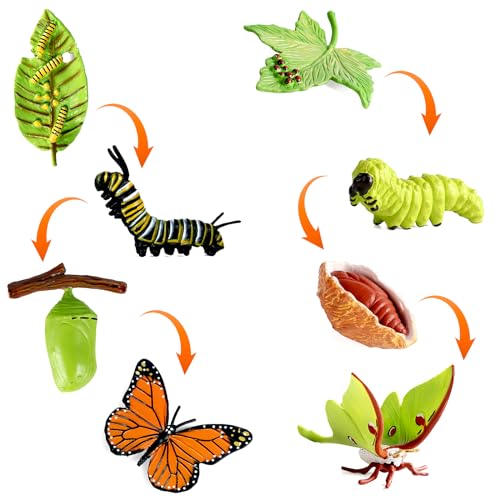 HENGBIRD 8 Stücke Schmetterling Lebenszyklus Spielzeugfiguren und Motte Figur aus Raupe zu Schmetterling Wachstumszyklus Kit Montessori Spielzeug Lernwerkzeuge Schule Projekt für Kinder 3-8 Jahre alt HENGBIRD 8 Stücke Schmetterling Lebenszyklus Spielzeugfiguren und Motte Figur aus Raupe zu Schmetterling Wachstumszyklus Kit Montessori Spielzeug Lernwerkzeuge Schule Projekt für Kinder 3-8 Jahre alt von HENGBIRD