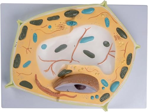 Medizinisches Geschenk, 3D-Pflanzenzellen-Modell, Pflanzenzellen Anatomie-Modell, Lernressourcen, Querschnittspflanzenzellenmodell für biologisches Studium, Lernwerkzeug, medizinische von HGAYUBDV