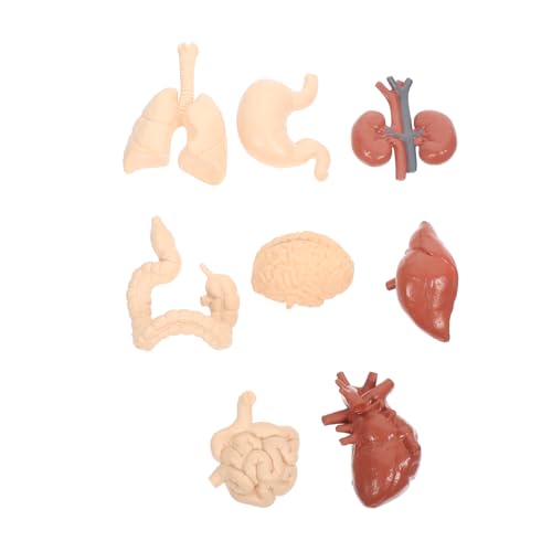 HIAKDOFT 1 Satz Teiliges Menschliche Lernspielzeug Realistisches Modell für Anatomieunterricht Geeignet für Schulen und Ausbildungseinrichtungen HIAKDOFT 1 Satz Teiliges Menschliche Lernspielzeug Realistisches Modell für Anatomieunterricht Geeignet für Schulen und Ausbildungseinrichtungen von HIAKDOFT