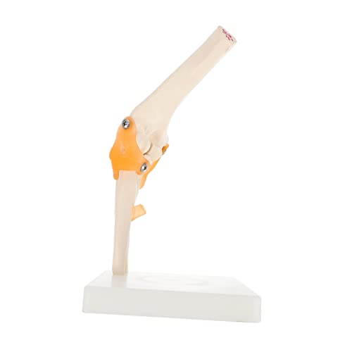HIAKDOFT 1Stück Ellenbogengelenk Anatomisches Modell Lebensgroßes Skelett Modell für Anatomische Studien Stabiler Stand für Lehrmittel Anatomische Schulungen Medizinische HIAKDOFT 1Stück Ellenbogengelenk Anatomisches Modell Lebensgroßes Skelett Modell für Anatomische Studien Stabiler Stand für Lehrmittel Anatomische Schulungen Medizinische von HIAKDOFT