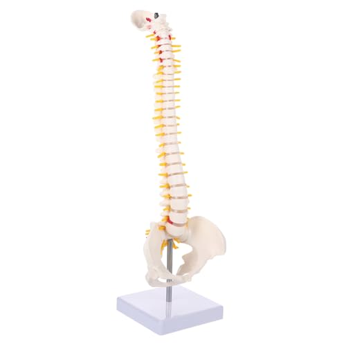HIAKDOFT 1Stück Wirbelsäulenmodell Anatomischen Details Wirbelsäule Becken für Medizinische Ausbildung Anatomieunterricht mit Stabilem Standfuß von HIAKDOFT
