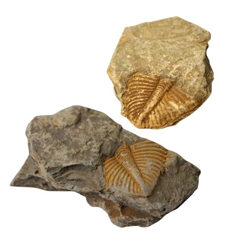 HIAKDOFT 2 Stück 2 teiliges Trilobiten Paläontologie Lehrmittel Natürliche Sichere Proben für Schülerunterricht und Archäologische Ausgrabung von HIAKDOFT