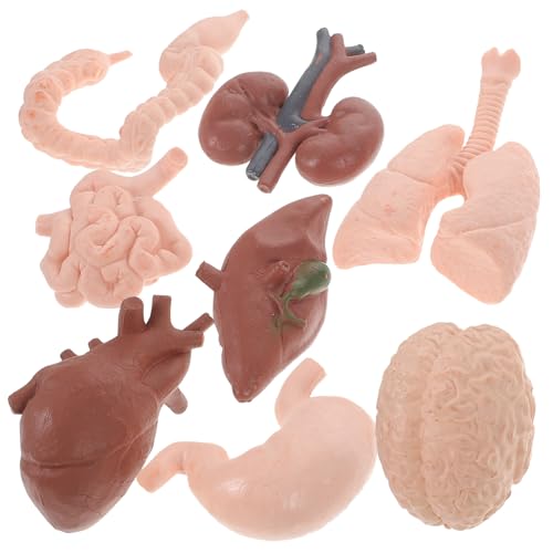 HIAKDOFT 8 Stück Teiliges Realistisches Menschliches Organsystem Modell Detailgetreues Anatomisches Lehrmittel für Schule und Studium Langlebiges Farbechtes Lernspielzeug für Unterricht HIAKDOFT 8 Stück Teiliges Realistisches Menschliches Organsystem Modell Detailgetreues Anatomisches Lehrmittel für Schule und Studium Langlebiges Farbechtes Lernspielzeug für Unterricht von HIAKDOFT