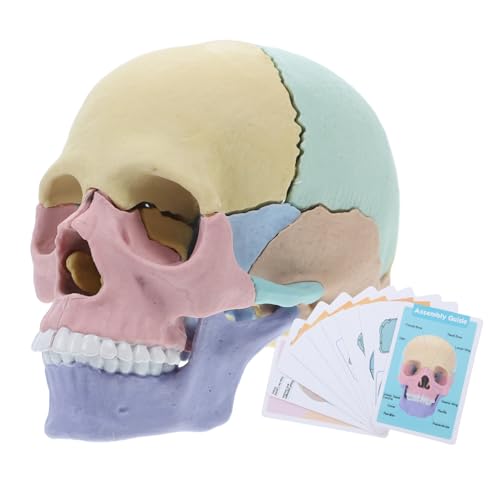 HIAKDOFT Anatomisches Menschliches Schädelmodell Abnehmbar Detailliertes für Medizinstudenten Innovatives Montagemodell zur Schädelanatomie für Unterricht und Studium HIAKDOFT Anatomisches Menschliches Schädelmodell Abnehmbar Detailliertes für Medizinstudenten Innovatives Montagemodell zur Schädelanatomie für Unterricht und Studium von HIAKDOFT