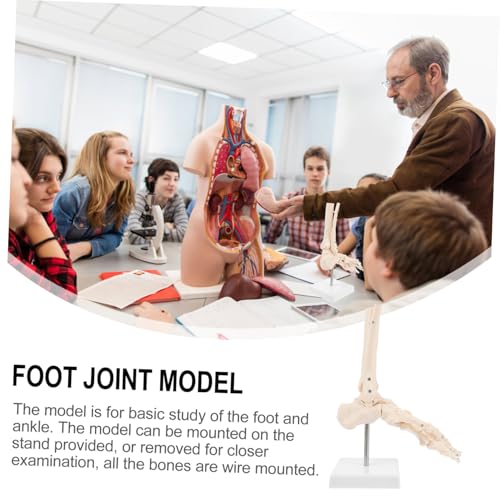 HIAKDOFT Lebensgroßes PVC Fußknochenmodell mit Sprunggelenk Anatomisches Menschliches Fuß und Sprunggelenks Skelettmodell für Medizinische Ausbildung Wissenschaftliche Studien und von HIAKDOFT