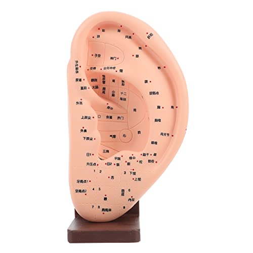 HIAKDOFT Ohr Akupunktur Modell mit Sockel Realistisches Lehrmodell für Ohr Reflexzonen und Akupressur Detailliertes für Ausbildung und Massage Training von HIAKDOFT