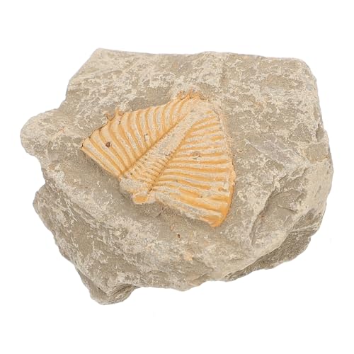 HIAKDOFT Realistisches Trilobitenfossil Modell Dekoration in Zufälliger Form und Farbe Pädagogisches Fossilspielzeug für Prähistorische Urzeitkrebse Sammlerstück und Geschenkobjekt von HIAKDOFT