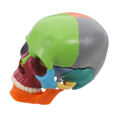 HIAKDOFT Schädelmodell Schädelskulptur Anatomisches Modell des menschlichen Gehirns Schädel für Anatomiestudenten -Requisite Schädel-Anatomie- Plastik HIAKDOFT Schädelmodell Schädelskulptur Anatomisches Modell des menschlichen Gehirns Schädel für Anatomiestudenten -Requisite Schädel-Anatomie- Plastik von HIAKDOFT