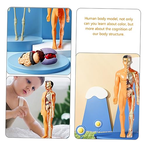 HIAKDOFT Skelett Modell Puzzle aus Langlebigem Kunststoff Interaktives Lernspielzeug für Fördert Kognitive Fähigkeiten und Verständnis Körperorgane HIAKDOFT Skelett Modell Puzzle aus Langlebigem Kunststoff Interaktives Lernspielzeug für Fördert Kognitive Fähigkeiten und Verständnis Körperorgane von HIAKDOFT
