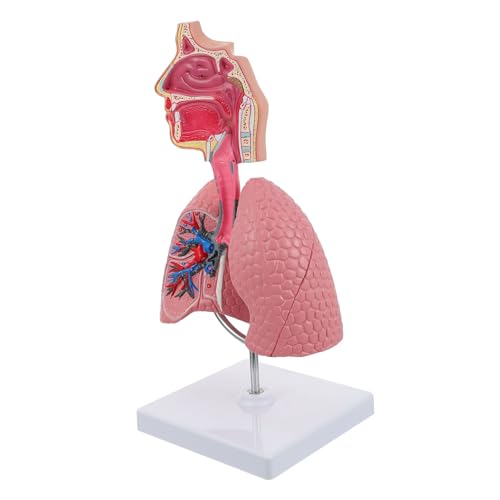 HIAKDOFT Vivides Langlebiges Respiratorisches Lungenmodell aus Umweltfreundlichem Material Anschauliches Anatomisches Lehrmittel für Schüler Studenten und Lehrer zur Detaillierten von HIAKDOFT
