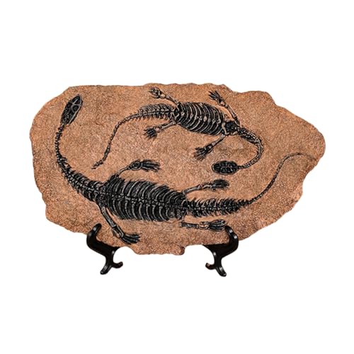 HIOPOIUYT Handwerksdinosaurier Fossilien Modell Simuliertes Dinosaurier Skelettharzen Statue Figur Für Heimdekoration Und Bildungsnutzung von HIOPOIUYT