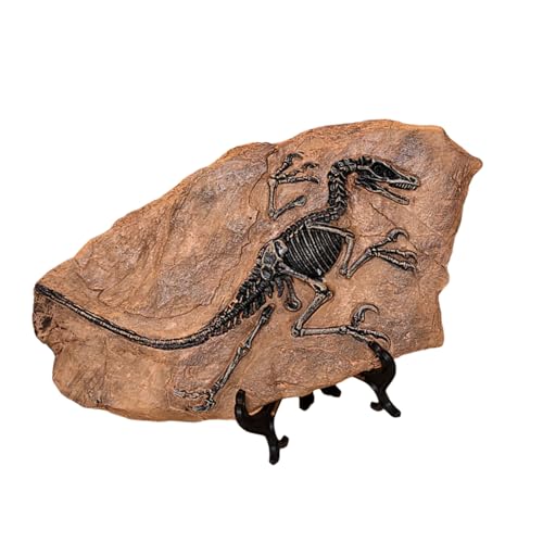 HIOPOIUYT Handwerksdinosaurier Fossilien Modell Simuliertes Dinosaurier Skelettharzen Statue Figur Für Heimdekoration Und Bildungsnutzung von HIOPOIUYT