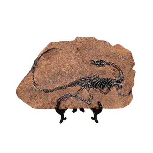 HIOPOIUYT Handwerksdinosaurier Fossilien Modell Simuliertes Dinosaurier Skelettharzen Statue Figur Für Heimdekoration Und Bildungsnutzung von HIOPOIUYT