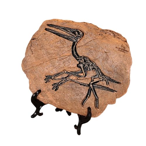 HIOPOIUYT Handwerksdinosaurier Fossilien Modell Simuliertes Dinosaurier Skelettharzen Statue Figur Für Heimdekoration Und Bildungsnutzung von HIOPOIUYT