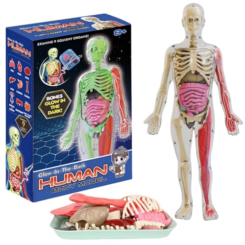 HIVETZ Anatomie-Modell, 9-teiliges Torso, leuchtet im Dunkeln, pädagogisches Wissenschafts-Set für Erwachsene und Kinder, ab 3 Jahren HIVETZ Anatomie-Modell, 9-teiliges Torso, leuchtet im Dunkeln, pädagogisches Wissenschafts-Set für Erwachsene und Kinder, ab 3 Jahren von HIVETZ