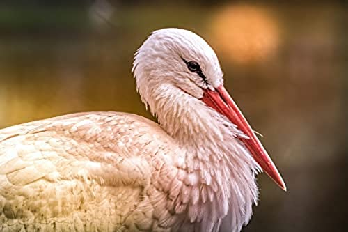 1000 Piece Jigsaw White Stork 1 Puzzles for Adults Teenagers Jigsaw，Jigsaw for Kid，Perfect for Kids Educational Game Entertainment Gift. 50x70cmPi181 von HNBDE