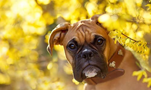 1000 Pieces Jigsaw for Adults Puzzles Boxer Dog 1 Brain Challenge Puzzle for Kids Educational Games，for Birthday Thanksgiving 26x38cmPi140 von HNBDE