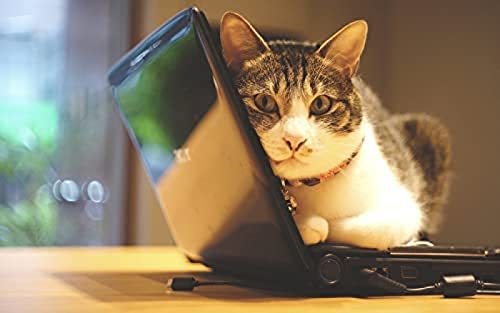 1000 Pieces Jigsaw for Adults Puzzles Cat on Computer Brain Challenge Puzzle for Kids Educational Games，Perfect for Kids Educational Game Entertainment Gift. 38x52cmPi452 von HNBDE