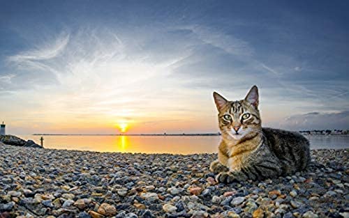 Jigsaw 1000 Piece Domestic Cat at Sunset Puzzles Impossible Jigsaw for Adults and Kids,Kids Educational Game Toys Home Travel 50x70cmPi430 Jigsaw 1000 Piece Domestic Cat at Sunset Puzzles Impossible Jigsaw for Adults and Kids,Kids Educational Game Toys Home Travel 50x70cmPi430 von HNBDE