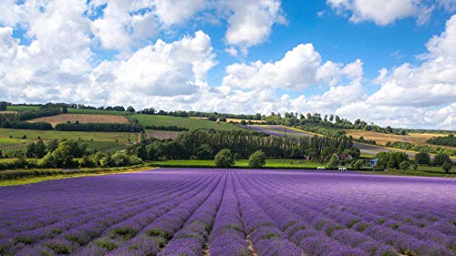Lavender Manor Landschafts-Puzzlespiele Puzzle 1000 Teile für Erwachsene, Spiele für Erwachsene, Jugendliche und Kinder, Mj369TY 50x70cm Lavender Manor Landschafts-Puzzlespiele Puzzle 1000 Teile für Erwachsene, Spiele für Erwachsene, Jugendliche und Kinder, Mj369TY 50x70cm von HNBDE