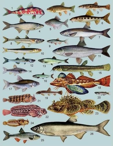 Puzzle 1000 Teile Fischkunst-Poster Puzzle für Erwachsene Lernspiel Familiendekompressionsspielzeug50x70cm Puzzle 1000 Teile Fischkunst-Poster Puzzle für Erwachsene Lernspiel Familiendekompressionsspielzeug50x70cm von HNBDE