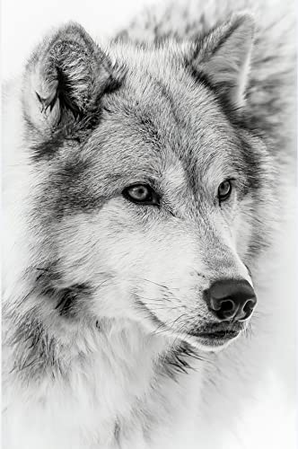 Puzzle Box 1000 Piece Animal World Wolf Art Poster for Adults Children Educational Challenging Puzzles Game 50x70cmPi217 von HNBDE