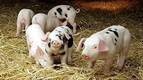 Puzzlespiel „Schweineherde“, 1500 Teile, für Erwachsene, Spiele für Erwachsene, Jugendliche und Kinder, 57x87cm Puzzlespiel „Schweineherde“, 1500 Teile, für Erwachsene, Spiele für Erwachsene, Jugendliche und Kinder, 57x87cm von HNBDE