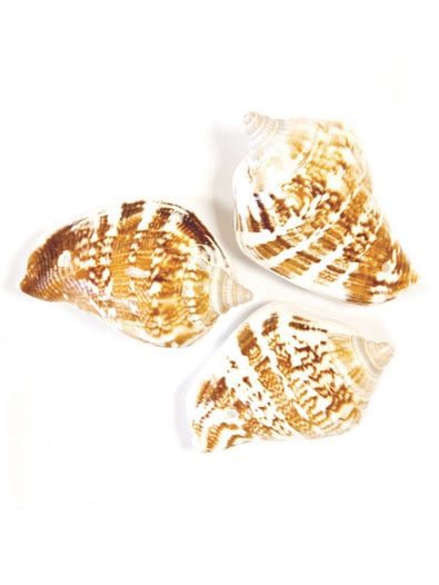 6 Deko-Muscheln Natur 4,5 x 2,8 cm von HOBI