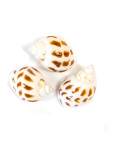 6 kleine Deko-Muscheln weiß gesprenkelt 3 x 2,5 cm 6 kleine Deko-Muscheln weiß gesprenkelt 3 x 2,5 cm von HOBI