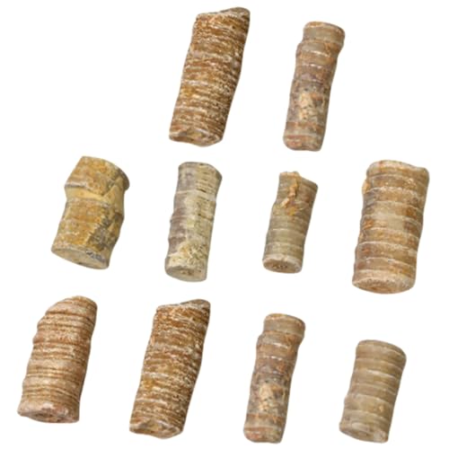 HOLIDYOYO 10stücke Teiliges Fossile Echinoderm-stämme Für Unterricht Und Dekoration Naturbelassene Lehrmaterialien Für Paläontologie Und Archäologie von HOLIDYOYO