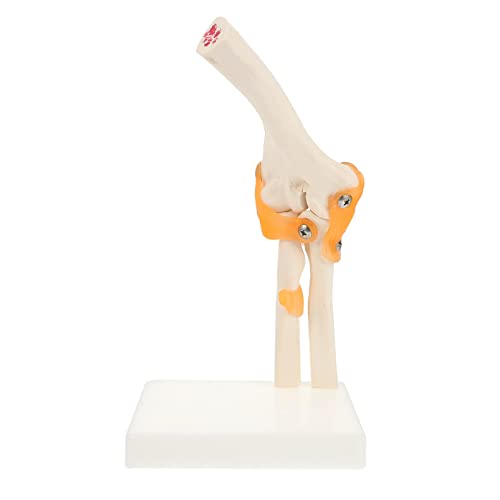 HOLIDYOYO 1Stück Elbow Joint Model Aus Anatomisches Ellbogen Knochen Modell Für Medizinische Ausbildung Mit Standfuß Für Studien Lehrzwecke Lebensnahe Darstellung Des HOLIDYOYO 1Stück Elbow Joint Model Aus Anatomisches Ellbogen Knochen Modell Für Medizinische Ausbildung Mit Standfuß Für Studien Lehrzwecke Lebensnahe Darstellung Des von HOLIDYOYO