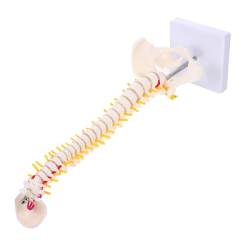 HOLIDYOYO 1Stück Wirbelsäulenmodell mit Becken Anatomisches Skelettmodell für Medizinische Ausbildung Unzerbrechliches Realistische Details für Ärzte Krankenschwestern Studenten HOLIDYOYO 1Stück Wirbelsäulenmodell mit Becken Anatomisches Skelettmodell für Medizinische Ausbildung Unzerbrechliches Realistische Details für Ärzte Krankenschwestern Studenten von HOLIDYOYO