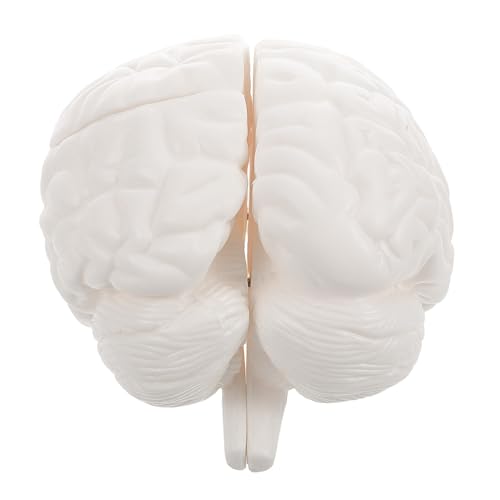 HOLIDYOYO Anatomisches Gehirnmodell mit Abnehmbaren für Unterrichtszwecke und Wissenschaftliche Demonstrationen für Medizinstudien und Bildung von HOLIDYOYO