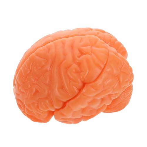 HOLIDYOYO Anatomisches Modell mit Displaybasis für Naturwissenschaftlichen Unterricht Teilig Detailgetreu für Medizinische Ausbildung und Studien von HOLIDYOYO