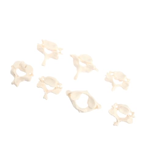 HOLIDYOYO Cervical Spine Modell Lebensgroßes Anatomisches Modell Menschlichen Wirbelsäule aus Unzerbrechlichem für Medizinische Ausbildung und Anatomieunterricht von HOLIDYOYO