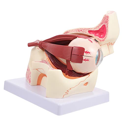 HOLIDYOYO Enlarged Human Eye Model Anatomisches Fach Vergrößertes Augemodell für Medizinische Ausbildung und Unterricht für und Demonstrationen HOLIDYOYO Enlarged Human Eye Model Anatomisches Fach Vergrößertes Augemodell für Medizinische Ausbildung und Unterricht für und Demonstrationen von HOLIDYOYO