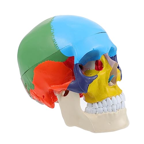 HOLIDYOYO Gefälschtes Schädelmodell Für Medizinische Ausbildung Anatomisches Menschliches Schädelmodell Farbige Schädelkopfform Lehrreiches Modell Zur Realistische von HOLIDYOYO