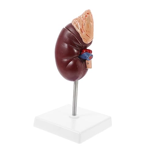 HOLIDYOYO Menschliches Organ Modell aus Hochwertigem Abnehmbar für Anschauliche Demonstrationen von HOLIDYOYO