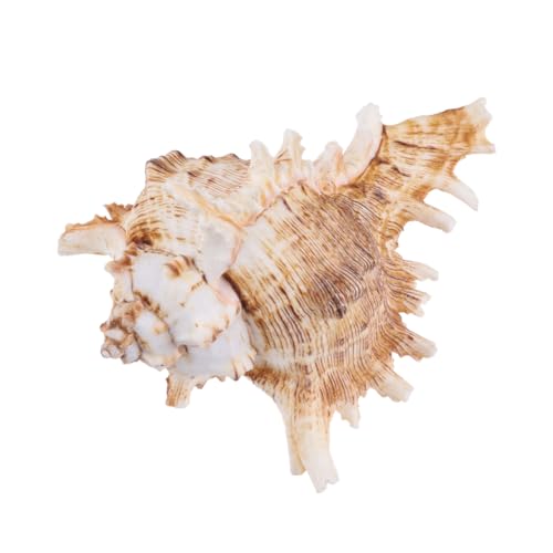 HOLIDYOYO Natürliche Muschel Deko Aquarium Landschaftsaccessoire Meeresschnecke Ornament für Fischbecken Dekoration Sicher und Natürlich HOLIDYOYO Natürliche Muschel Deko Aquarium Landschaftsaccessoire Meeresschnecke Ornament für Fischbecken Dekoration Sicher und Natürlich von HOLIDYOYO