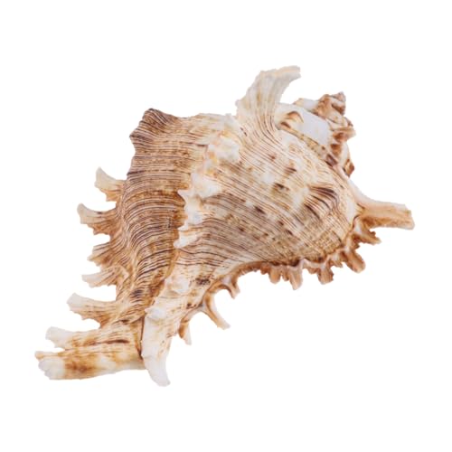 HOLIDYOYO Natürliche Muschel Dekoration Aquarium Ornament Fischbecken Landschaftsdekor Sicher für Zierfische Meeresschnecke Shell Ornament Aquarium Zubehör HOLIDYOYO Natürliche Muschel Dekoration Aquarium Ornament Fischbecken Landschaftsdekor Sicher für Zierfische Meeresschnecke Shell Ornament Aquarium Zubehör von HOLIDYOYO